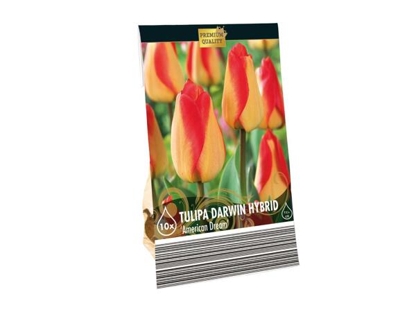 Premium Bulbs