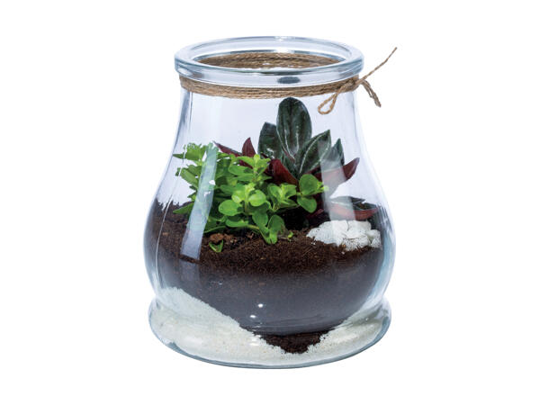 Grønne planter i glas