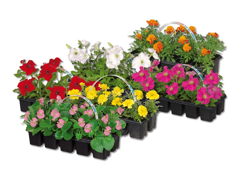 Mélange de plantes de parterre