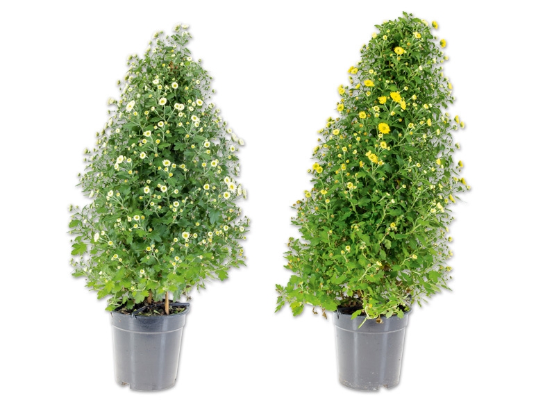 Chrysanthemen Pyramide
