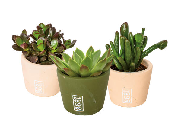 Succulent