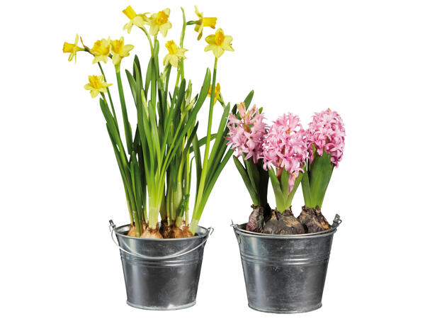 Bulbs in Pots