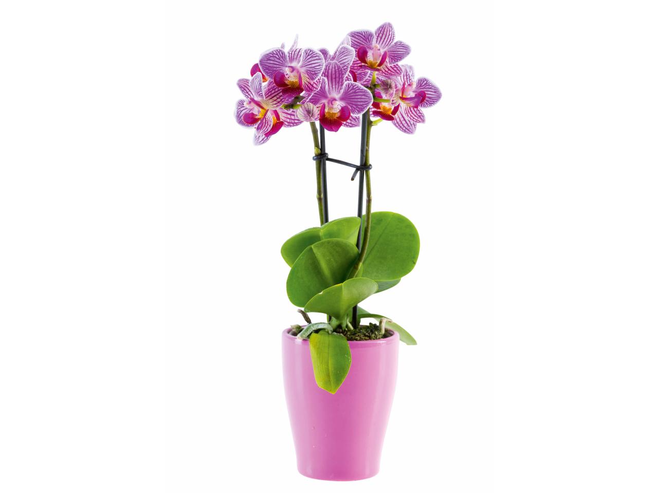 Mini-orchidee in keramiek