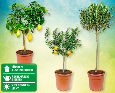 GARDENLINE(R) Mediterranes Stämmchen