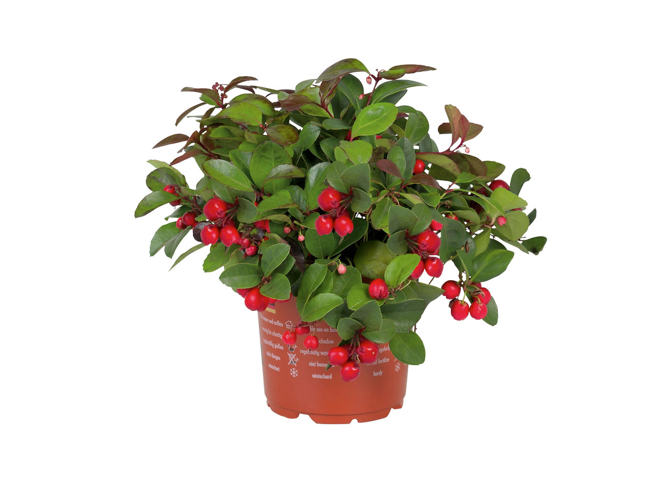 Gaultheria
