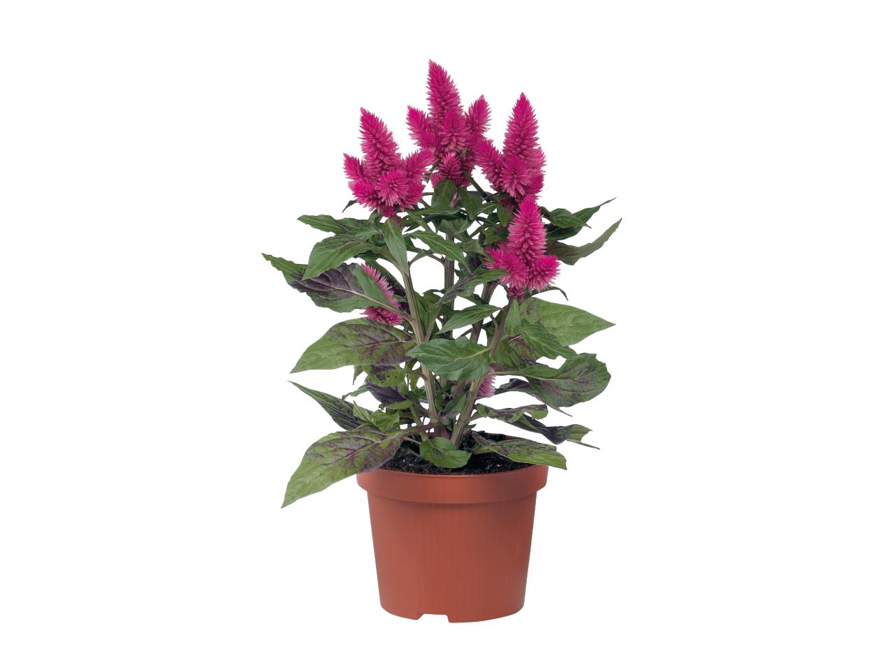 Assorted Celosia1