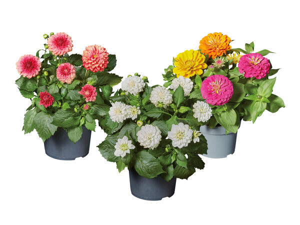 Dalia and Zinnia
