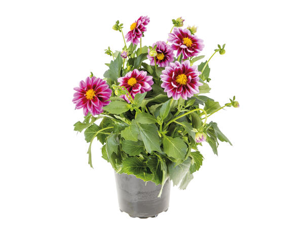 British Dahlia