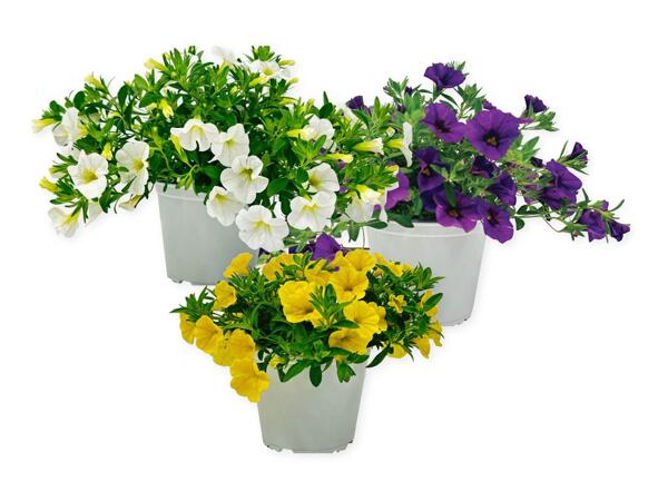 Calibrachoa