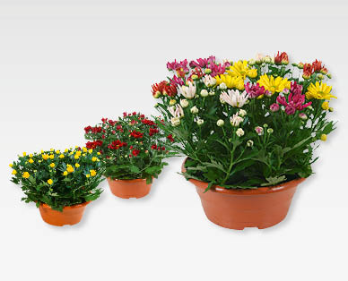GARDENLINE(R) Sommerchrysanthemen