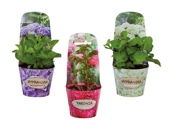 Hortensias et pivoines
