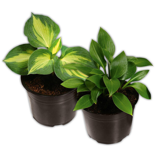 Funkie Hosta XL