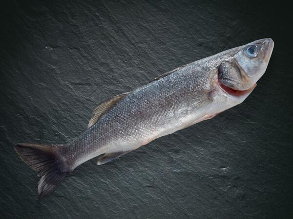 Loup de mer bio