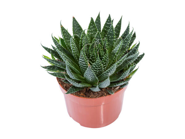Succulente