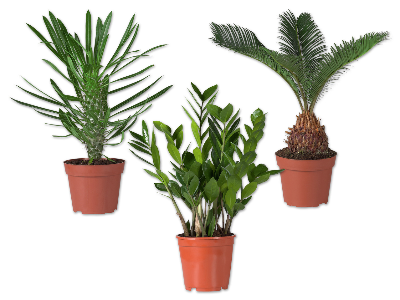 Palme