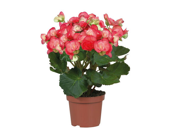 Bégonias