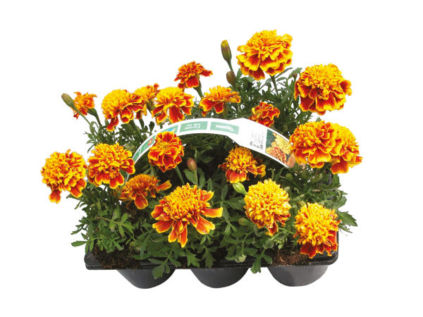 Danske bedplanter 6'er bakke