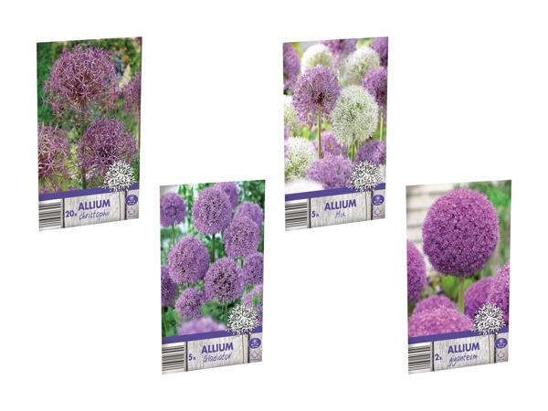 Allium blomsterløg