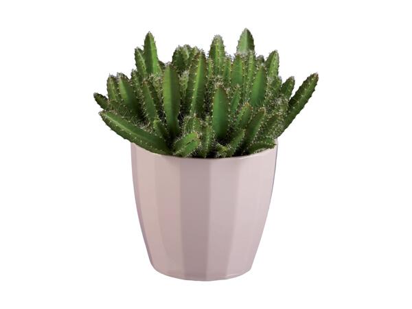 Mini Plants in Ceramic Pots