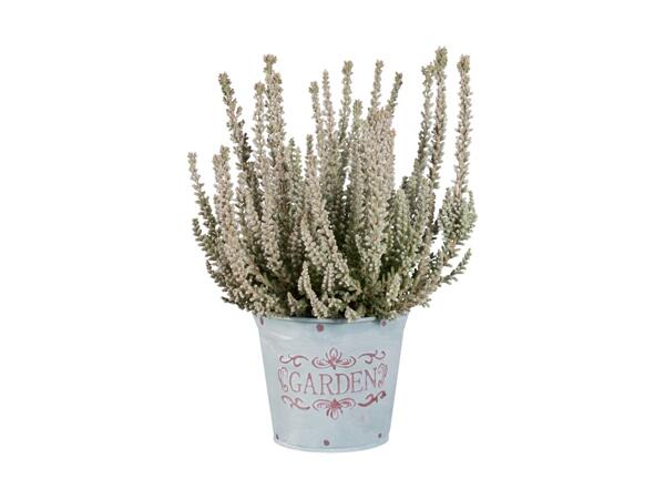 Calluna à feuilles argentées dans un pot en zinc