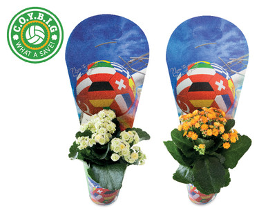 #COYBIG Plant