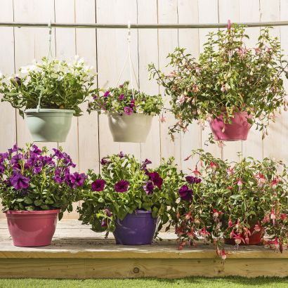 Gartenpflanze im Hängetopf