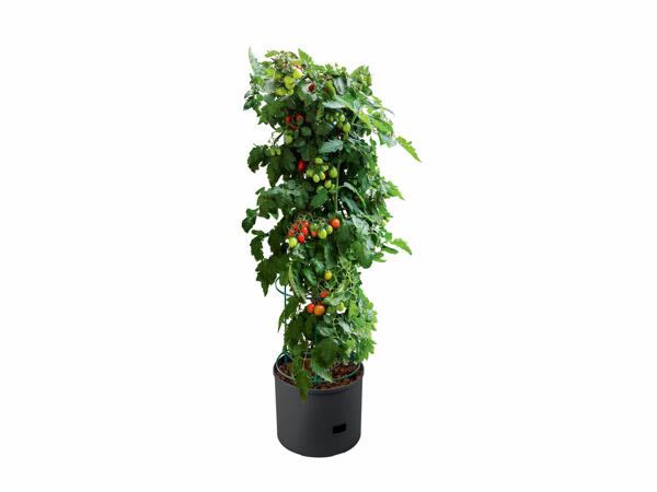 Tomato Planter