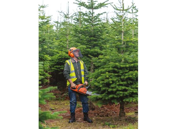 Irish Grown Christmas Tree