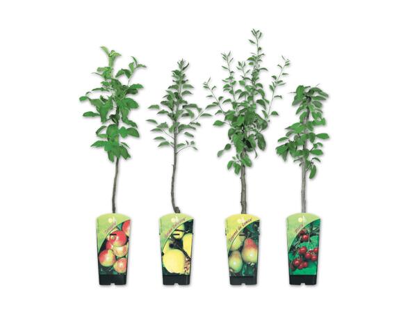 Zwergobstbaum