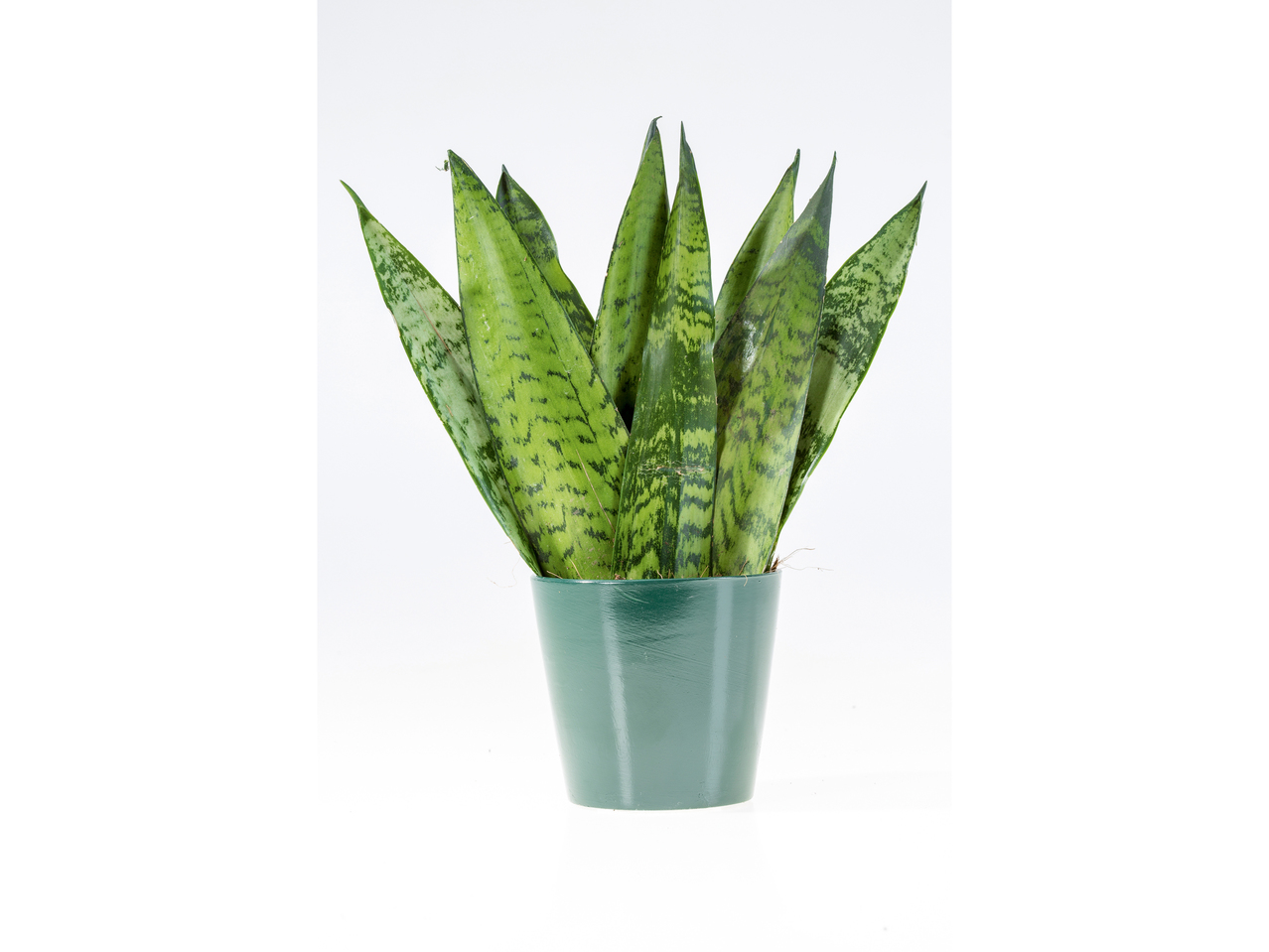 Sansevieria-mix