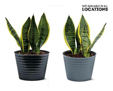 6" Fiddle Leaf Fig, Snake Plant or Dragon Tree