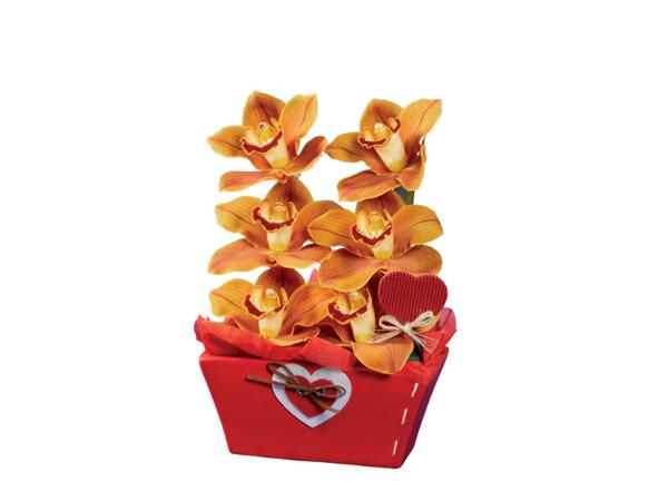 Cymbidium Orchid, 6 Blooms