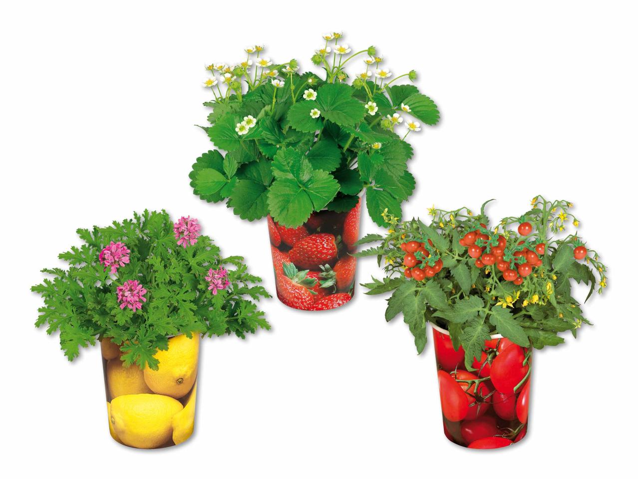 Plantes fruitières dans un gobelet