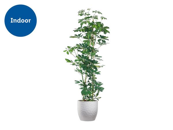 Large Green Houseplants