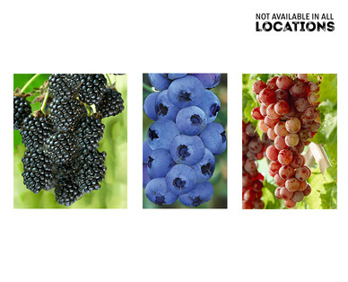 Gardenline Berry Bush
