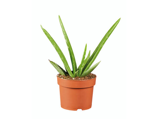 Aloe vera