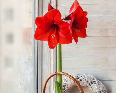 Amaryllis