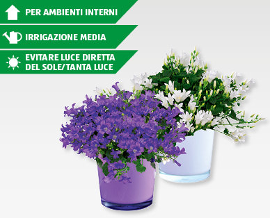 Campanula in vaso di vetro GARDENLINE(R)