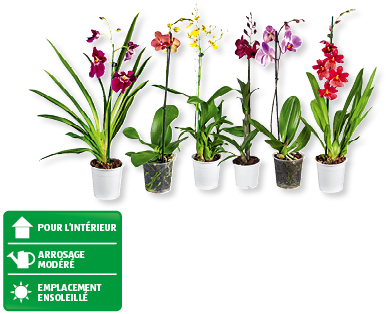 Orchidées