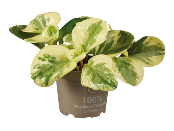 Peperomia Mix