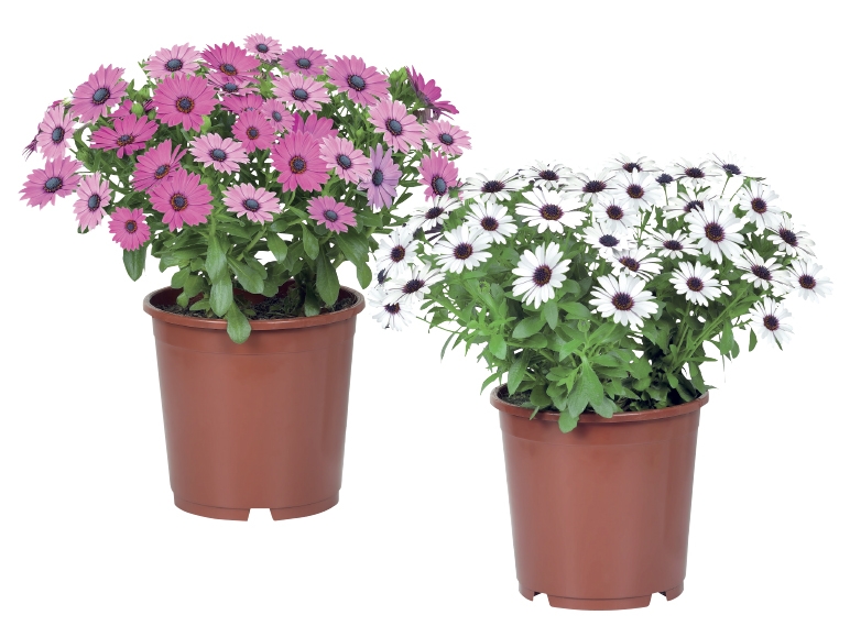 Osteospermum