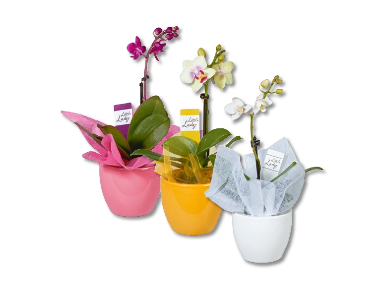 Phalaenopsis Little Lady
