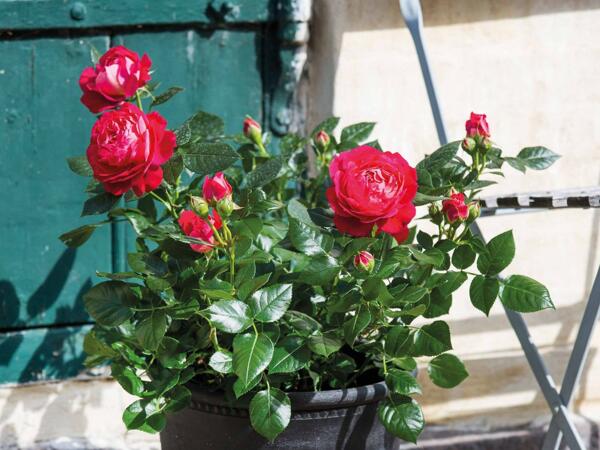 Haverose