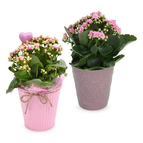 Pianta fiorita per San Valentino