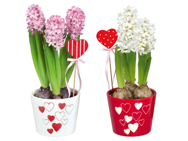 Hyazinthen „Valentin"