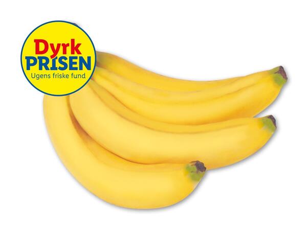 Rainforestbanan