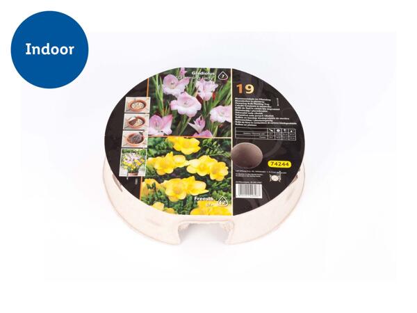 Bulb Tray