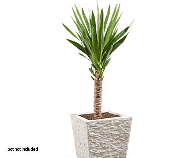 Yucca 2ft