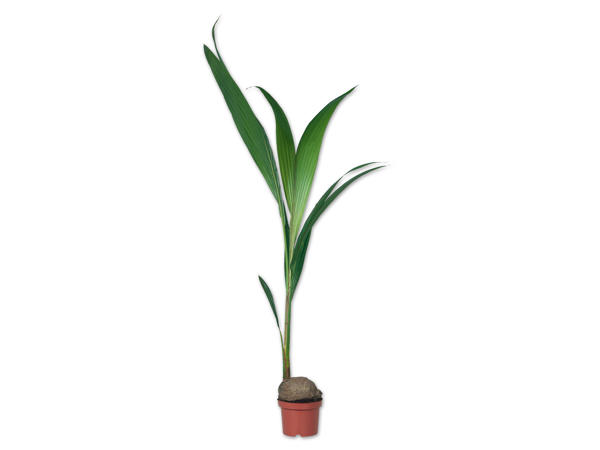 Kokospalme
