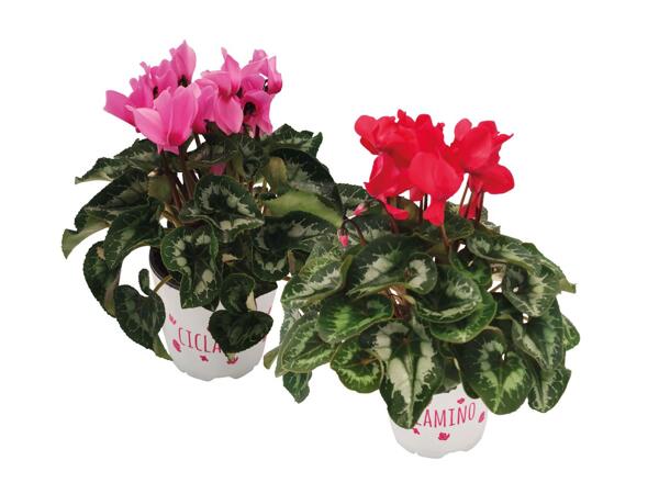 Cyclamen